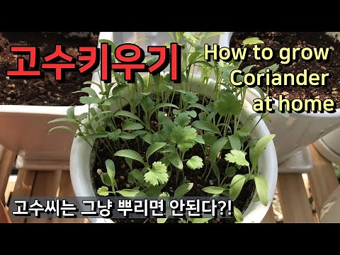 How to grow Coriander at home [ENG] from seeds