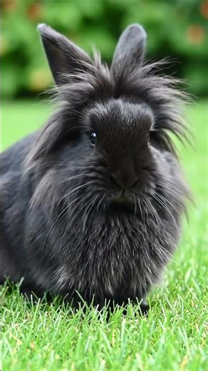 cute black rabbit