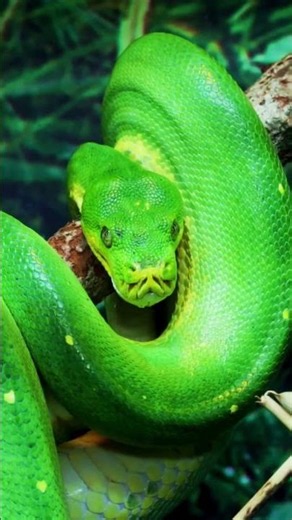 🐍 へび へび 🐍Hebi Hebi - Snake, Snake - Learn Japanese - Hiragana Lyrics