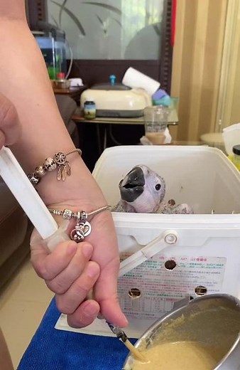 Caring for a Young Chick: Tips and Techniques