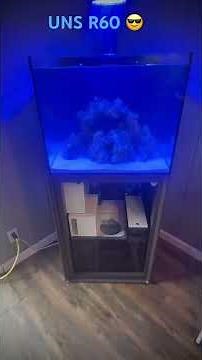 UNS R60 Reef Tank First Impressions – It’s Gorgeous! #ReefKeeping #UNSR60 #ReefAquarium #reefvibes