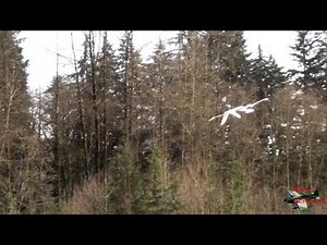 Radio Control Pterodactyl RC