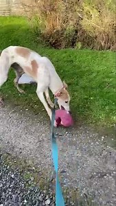 11 reactions | Ash still hoping to have Santa calling to His real home For Christmas , he is such a good boy 0862112850 | Munster lost and found pet helpline | Facebook