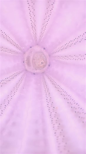 The crazy Florida weather brought me a couple of these babies! #sea #florida #tampa #shell #shells