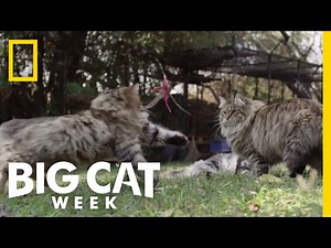 Watch Cats Jump in Slow Motion | Big Cat Week