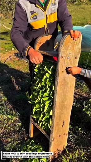 Seedling Trimming Guide
