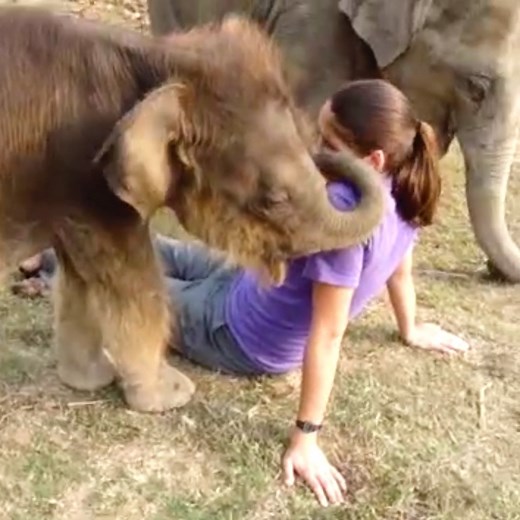 2.5M views · 10K reactions | Watch this rescue baby elephant make a new friend | Try Not to Laugh | Facebook