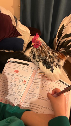 Professor Pongo Pongo loves helping with maths homewok! Fun fact: chickens really can do basic maths. They can distinguish quantities, tell “more vs less,” and even keep track of small numbers of hidden objects. Researchers have shown that chicks can remember how many treats vanish behind a screen and will always pick the side with the bigger stash. Tiny feathered bookkeepers with suspiciously good snack-based motivation. They can usually manage numbers up to around five, which, let’s be honest,