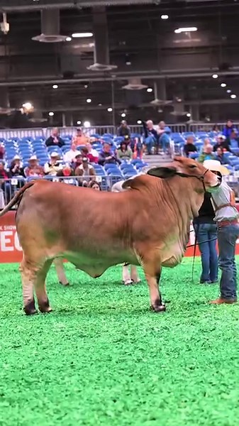 45K views · 624 reactions | 4F Cattle Co: Where champions are made. Witness the impact of their breeding program and watch their champions at the Houston Livestock Show and Rodeo. Elevate your herd with 4F genetics today! #4FCattleCo #HoustonLivestockShow #BrahmanJournal #brahmanjournalreels | The Brahman Journal | Facebook