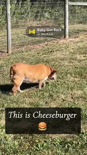 6.7K views · 111 reactions | Humane Society of Delaware County on Reels | Facebook