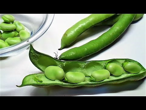 Fava Beans Simple and Tasty Recipe. How to cook Fresh fava beans Italian style.