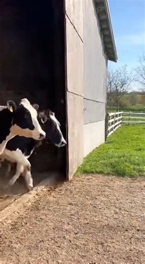 Cows Released After 6 Months Inside the Barn