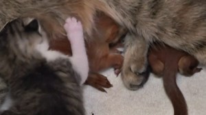 Cat Adopts Baby Squirrels As Her Own