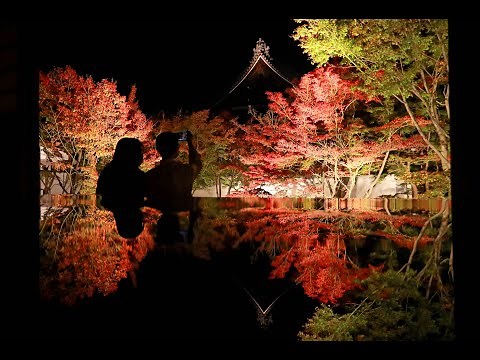 紅葉のシンメトリー色鮮やか 京都・妙覚寺でライトアップ
