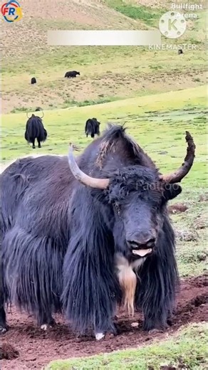 Yak 🦬 | The Giant of the Mountains! #animalfacts #facts #trending #shortsvideo