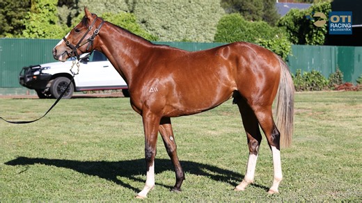 Churchill 2YO | Ready To Run Purchase with Archie Alexander