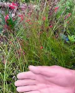 24K views · 626 reactions | Firecracker Plant - Summer Flowering Plant #summerfloweringplant #summerflower #firecrackerplant | Pabitra Garden | Facebook