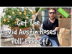 How To Plant David Austin Roses For ‘FULL’ Effect! In POTS! Bare Root!