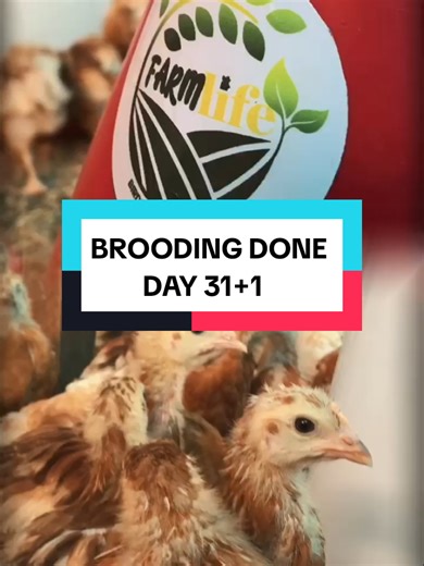1 Month Done Mortality: less than 1%. This has been my best brooding experience so far, and it didn’t happen by chance. It happened by intentionality. What made the difference? • Strict biosecurity • Daily follow-up on feed intake • Constant access to clean water • Maintaining the right temperatures • Zero compromise on vaccination • Observing the birds and responding early Brooding is not magic. It’s details, consistency, and discipline. When you give chicks what they need, when they need it, t