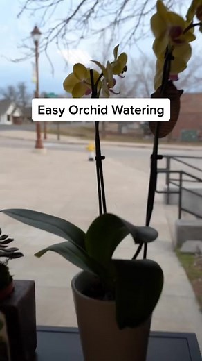 There are many ways to water orchids This method guarantees complete #houseplants #plants #plantsmakepeoplehappy #plantsplantsplants | Home ThePlanter