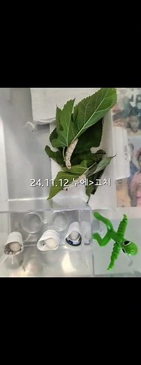 뽀송하고 부드러운 누에. 한살이 과정 생태관찰 (알, 애벌레 누에, 번데기 누에고치, 성충 누에나방)