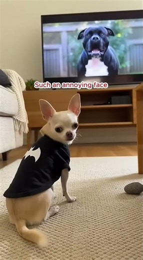 When Pipi sees Lulu on TV.🐶😆 #shorts