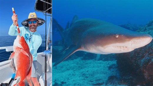 Destin charter captain says shark resurgence in the Gulf impacting livelihood of fishermen