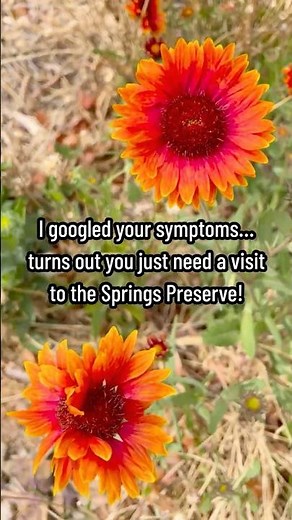 This is your sign to visit the Springs Preserve in Las Vegas