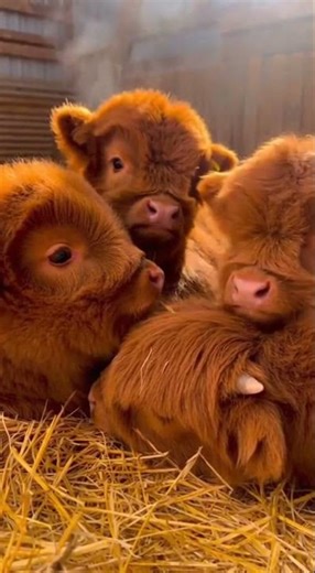 The fluffiest squad in the Matrix