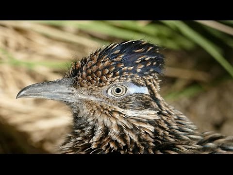 Greater Roadrunner in Exquisite 4k Detail