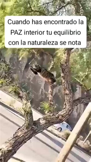 -No olvides seguirnos!🔥😎 #mentesmillonarias #actitud #mentepositiva #actitudpositiva #superacionpersonal #Dios #superacion #sueñosymetas #metas #enfoque #enfoquepositivo #objetivos #alegria #viralshorts #finanzassanas #finanzaspersonales #foryouシ #DiosEsBueno #mentalidadmillonaria #millonarios #salud #mentalidadganadora #fe #fypシ #fypviralシ #fypシviralシ2024 #fypシ゚viral #viralvideo #viralreelsシ #viralpost | Mentalidad ganadora oficial