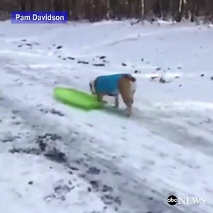Adorable English Bulldog takes advantage of a snowy day in North Carolina to go sledding. http://abcn.ws/2i9DQs5 | ABC News