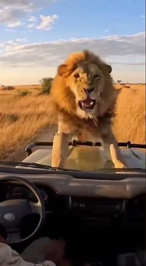 Close Call with a Lion on Safari | GoPro Jeep Adventure