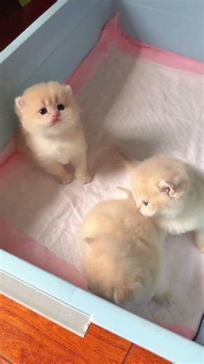 Adorable purple and gold gradient baby