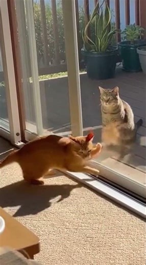 All that attitude… gone in one second😼😂