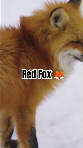 Incredible Red Fox Facts 🦊 | Nature’s Sly Survivor!
