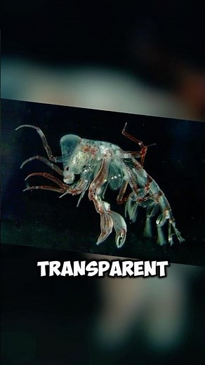 “Phronima: The Real-Life Alien of the Deep Sea!”