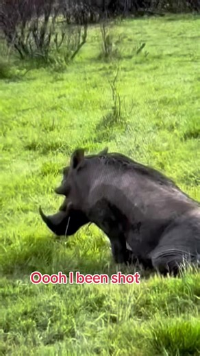 Hunting a Wounded Warthog