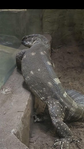 Powerful feet of a massive black-throated monitor lizard. #shorts