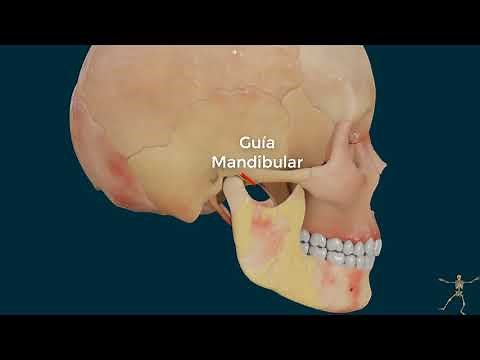 Anatomia ATM 3D. Menisco articular