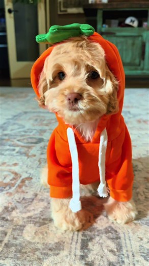 Cute NONA she is sporting a carrot dog costume or coat sweater however, you wanna say it either way it’s adorable on this little girl we do have it linked. This one is a small she’s a cockapoo, but she is small so depend depending on the size of your puppy they do come in different sizes #cutedog #puppylife #cockapoo #dogsweater