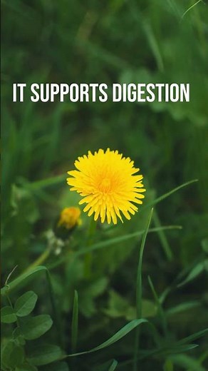 Dandelion: 3 benefits you didn't know about