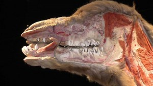 Photos: Body Worlds -- Animal Inside Out