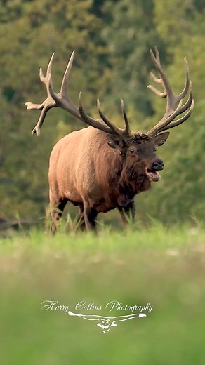 Bull Elk Bugling During the Rut
