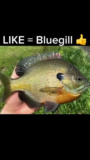Bluegill vs Crappie… Be Honest 🎣#shorts #fishing #bluegill #crappie