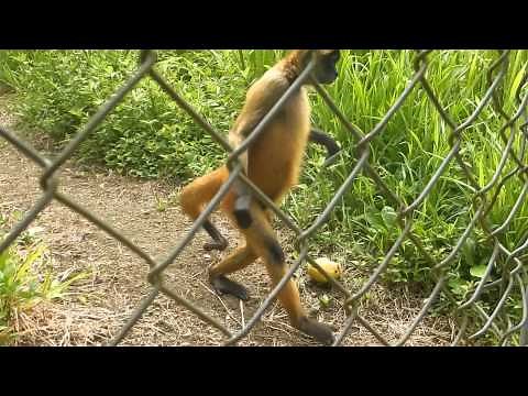 McKenzie- Running Spider Monkey