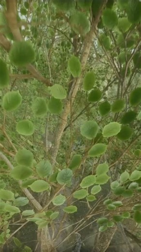 Big patch dropping for bf6 operations. Code zhspm #battlefield #gaming ##battlefield6 #bf6 #pcgaming | Happycamprtv