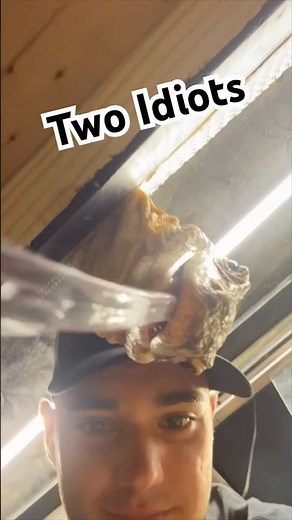 Godzilla, My Asian Water Monitor!