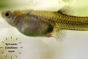 Easy Methods To Get Rid of Red Worms (Camallanus / Capillria Worm)