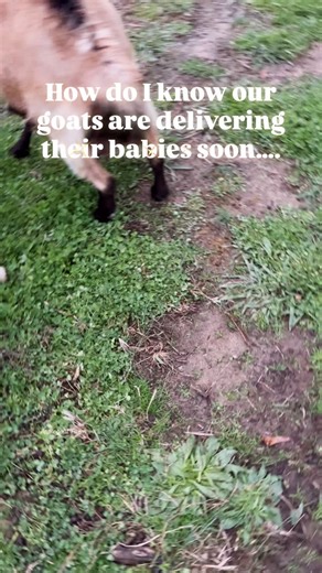 29 reactions · 11 comments | When a goats utter aka bag begins to fill, it is one of the signs she will be delivering her baby goats soon #homestead #kiddingseason #babygoats #goat #utterlyengaged | Applegoat's Farm | Facebook